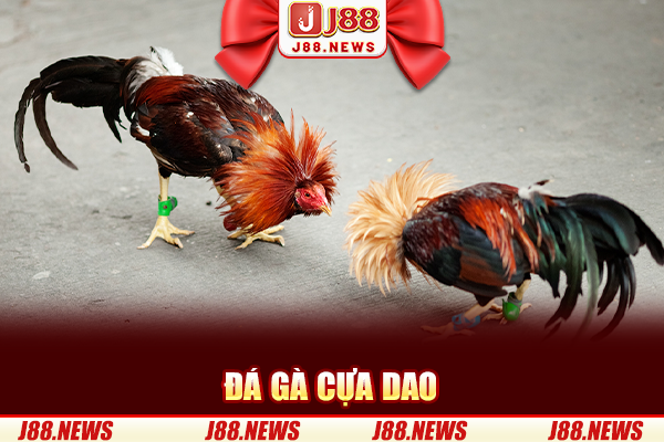 Đá Gà Cựa Dao – Trường Gà Philipine Gay Cấn, Ác Chiến #1